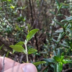 Prostanthera walteri at suppressed - suppressed