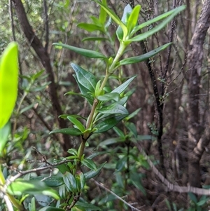 Prostanthera walteri at suppressed - suppressed