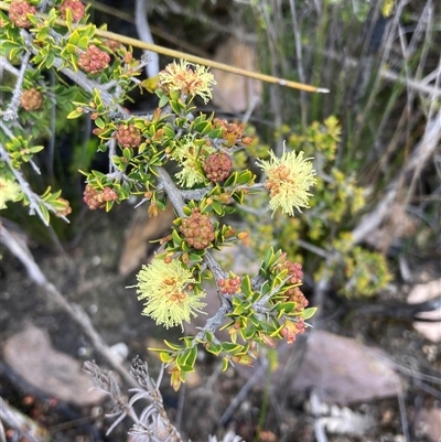 Kunzea montana (Mountain Kunzea) at Stirling Range National Park, WA - 22 Oct 2024 by AnneG1