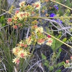 Kunzea montana at Stirling Range National Park, WA - 22 Oct 2024 10:22 AM
