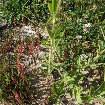 Potentilla recta (Sulphur Cinquefoil) at Jagumba, NSW - 22 Dec 2024 by MattM
