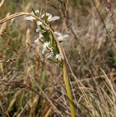 Paraprasophyllum candidum (Kiandra Leek Orchid) at Gooandra, NSW - 22 Dec 2024 by MattM