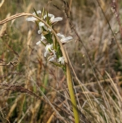 Paraprasophyllum candidum at Gooandra, NSW - 22 Dec 2024 by MattM