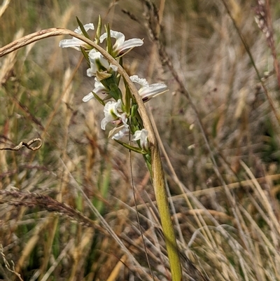 Paraprasophyllum candidum (Kiandra Leek Orchid) at Gooandra, NSW - 22 Dec 2024 by MattM
