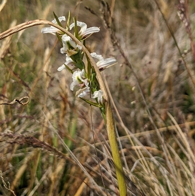 Paraprasophyllum candidum at Gooandra, NSW - 22 Dec 2024 by MattM