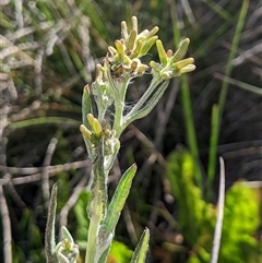 Senecio gunnii (Mountains Fireweed) at Jagungal Wilderness, NSW - 22 Dec 2024 by MattM