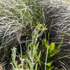 Senecio gunnii at Jagungal Wilderness, NSW - 22 Dec 2024 04:58 PM