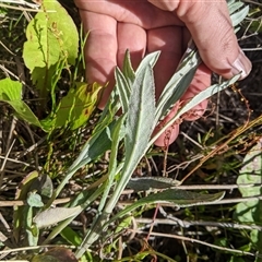 Senecio gunnii at Jagungal Wilderness, NSW - 22 Dec 2024 04:58 PM