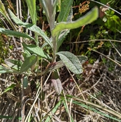 Senecio gunnii at Jagungal Wilderness, NSW - 22 Dec 2024 04:58 PM