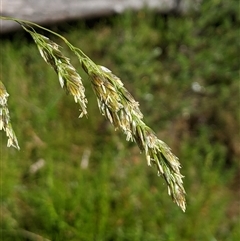 Hierochloe redolens (Sweet Holy Grass) at Jagumba, NSW - 22 Dec 2024 by MattM