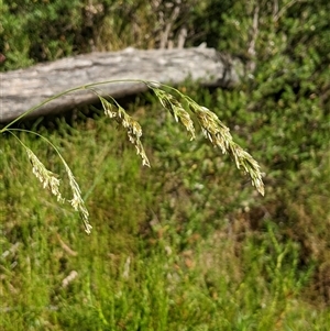 Hierochloe redolens at Jagumba, NSW - 22 Dec 2024