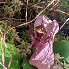 Chiloglottis valida (Large Bird Orchid) at Jagumba, NSW - 22 Dec 2024 by MattM