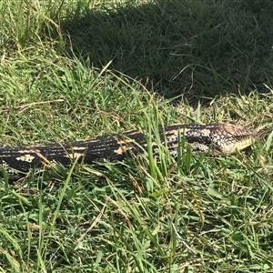 Tiliqua nigrolutea at Rendezvous Creek, ACT - 16 Nov 2024