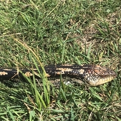 Tiliqua nigrolutea at Rendezvous Creek, ACT - 16 Nov 2024