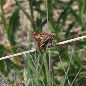 Trapezites phigalioides at Bimberi, NSW - 14 Dec 2024