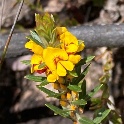 Aotus genistoides at Stirling Range National Park, WA - 22 Oct 2024 by AnneG1