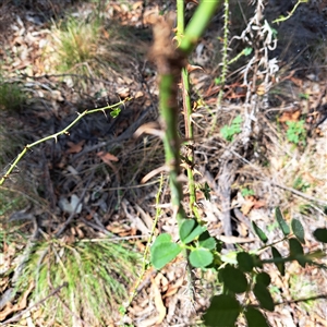 Rosa sp. (A Wild Rose) at Watson, ACT by abread111