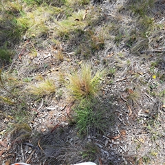 Nassella trichotoma (Serrated Tussock) at Watson, ACT - 23 Dec 2024 by abread111