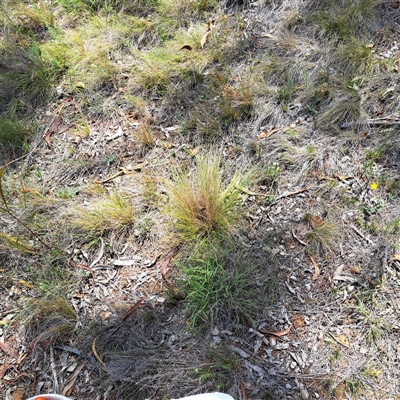 Nassella trichotoma (Serrated Tussock) at Watson, ACT - 23 Dec 2024 by abread111