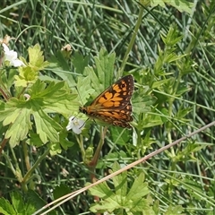 Heteronympha cordace at Bimberi, NSW - 14 Dec 2024 by RAllen