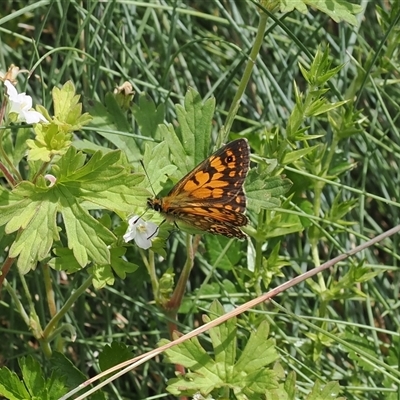 Heteronympha cordace at Bimberi, NSW - 14 Dec 2024 by RAllen