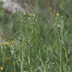 Picris angustifolia subsp. merxmuelleri at Cotter River, ACT - 14 Dec 2024 by RAllen