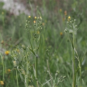 Crepis capillaris at Cotter River, ACT - 14 Dec 2024