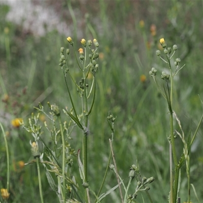 Crepis capillaris (Smooth Hawksbeard) at Cotter River, ACT - 14 Dec 2024 by RAllen