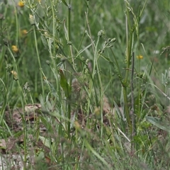 Crepis capillaris at Cotter River, ACT - 14 Dec 2024