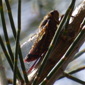 Yoyetta abdominalis at Queens Domain, TAS - 23 Dec 2024