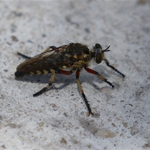 Thereutria amaraca (Spine-legged Robber Fly) at Macarthur, ACT by RodDeb