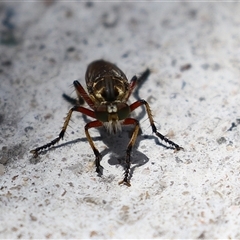 Thereutria amaraca at Macarthur, ACT - 23 Dec 2024 01:36 PM