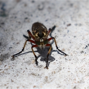 Thereutria amaraca at Macarthur, ACT - 23 Dec 2024 01:36 PM