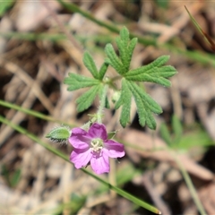 Geranium solanderi (Native Geranium) at Tharwa, ACT - 20 Dec 2024 by Clarel