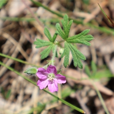 Geranium solanderi (Native Geranium) at Tharwa, ACT - 20 Dec 2024 by Clarel