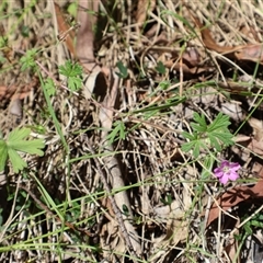 Geranium solanderi at Tharwa, ACT - 20 Dec 2024