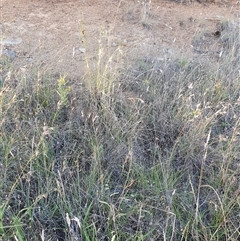 Themeda triandra (Kangaroo Grass) at Bowning, NSW - 23 Dec 2024 by Maren