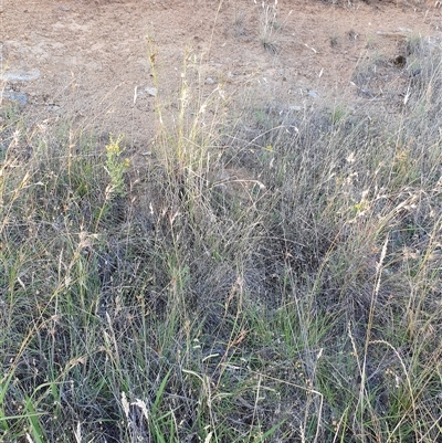 Themeda triandra (Kangaroo Grass) at Bowning, NSW - 23 Dec 2024 by Maren