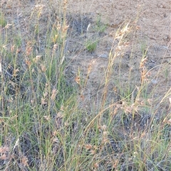 Themeda triandra at Bowning, NSW - 23 Dec 2024