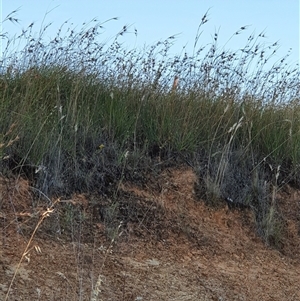 Themeda triandra at Bowning, NSW - 23 Dec 2024