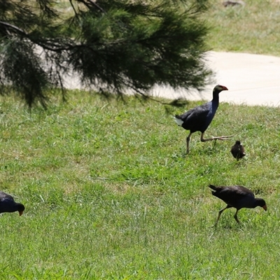 Porphyrio melanotus (Australasian Swamphen) at Jerrabomberra, NSW - 23 Dec 2024 by RodDeb