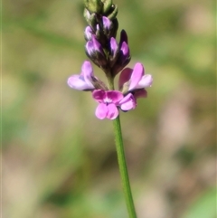 Cullen microcephalum (Dusky Scurf-pea) at Tharwa, ACT - 20 Dec 2024 by Clarel