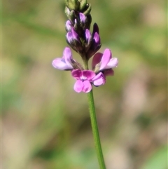 Unidentified Other Wildflower or Herb at Tharwa, ACT - 19 Dec 2024 by Clarel