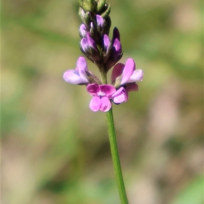 Cullen microcephalum (Dusky Scurf-pea) at Tharwa, ACT - 20 Dec 2024 by Clarel