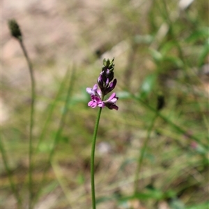 Cullen microcephalum at Tharwa, ACT - 20 Dec 2024 10:09 AM