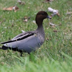 Chenonetta jubata (Australian Wood Duck) at Jerrabomberra, NSW - 23 Dec 2024 by RodDeb