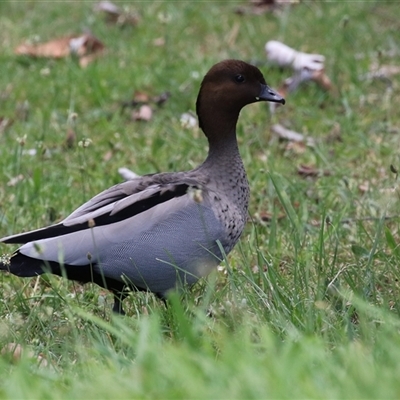 Chenonetta jubata (Australian Wood Duck) at Jerrabomberra, NSW - 23 Dec 2024 by RodDeb