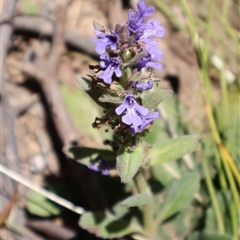 Ajuga australis at Tharwa, ACT - 19 Dec 2024 by Clarel