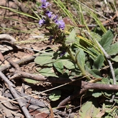 Ajuga australis at Tharwa, ACT - 20 Dec 2024 10:09 AM