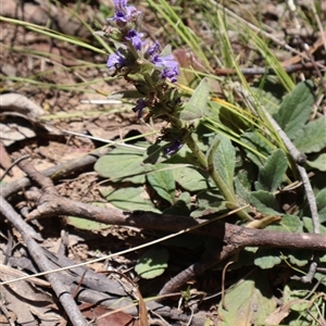 Ajuga australis at Tharwa, ACT - 20 Dec 2024 10:09 AM